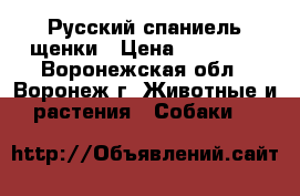 Русский спаниель щенки › Цена ­ 15 000 - Воронежская обл., Воронеж г. Животные и растения » Собаки   